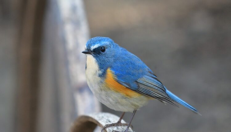 مشروع تربية العصافير