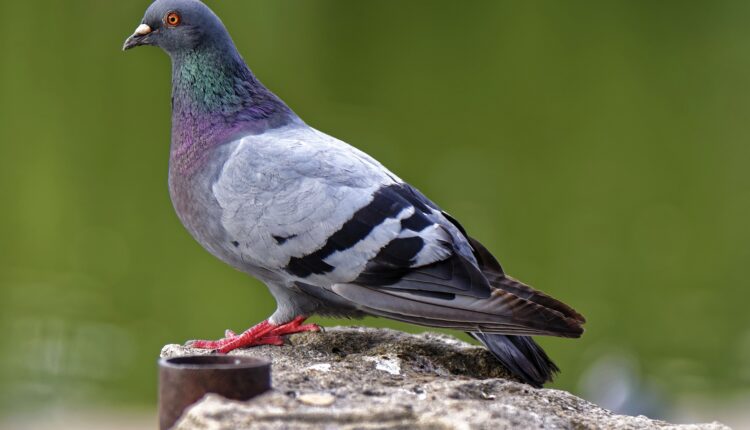 مشروع تربية الحمام