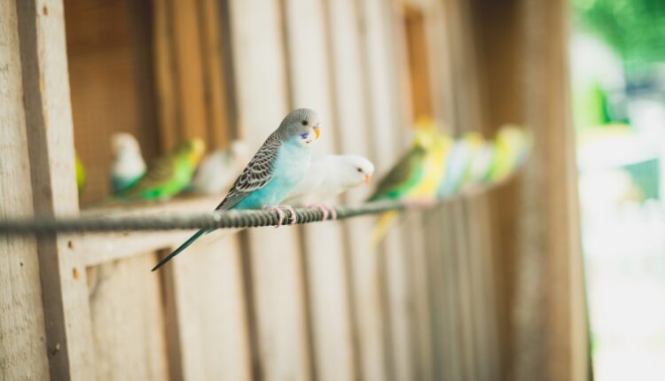 مشروع-تربية-طيور-الكناري