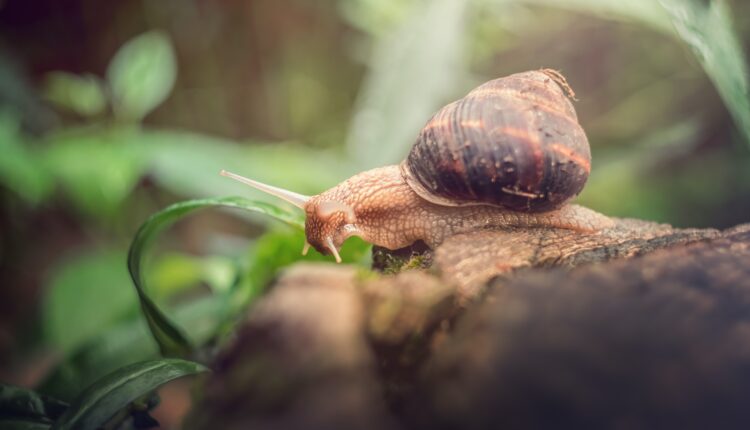 مشروع تربية الحلزون