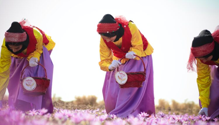 جني أزهار الزعفران