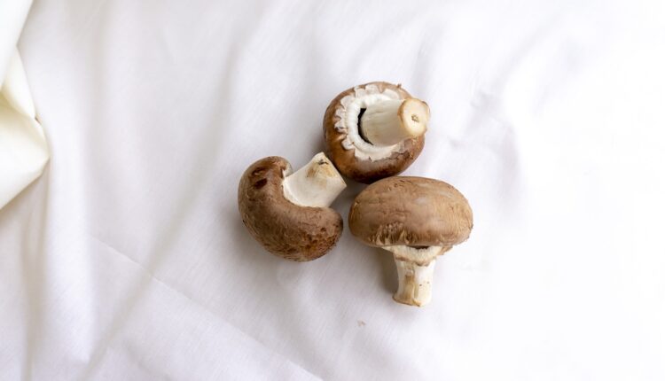 مشروع زراعة الفطر