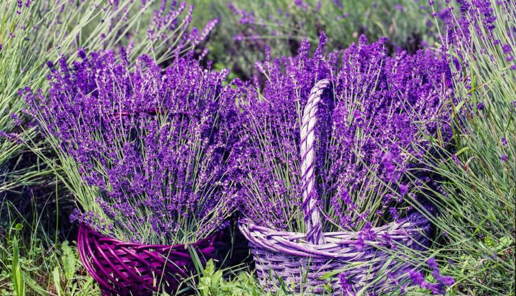 مشروع زراعة الأعشاب الطبية والعطرية